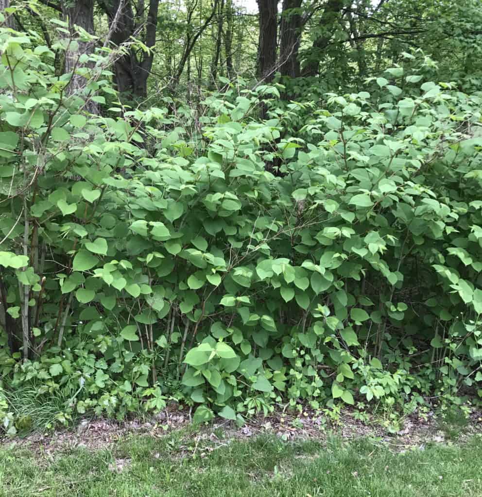 Collection 103+ Pictures pictures of invasive plants in ct Excellent